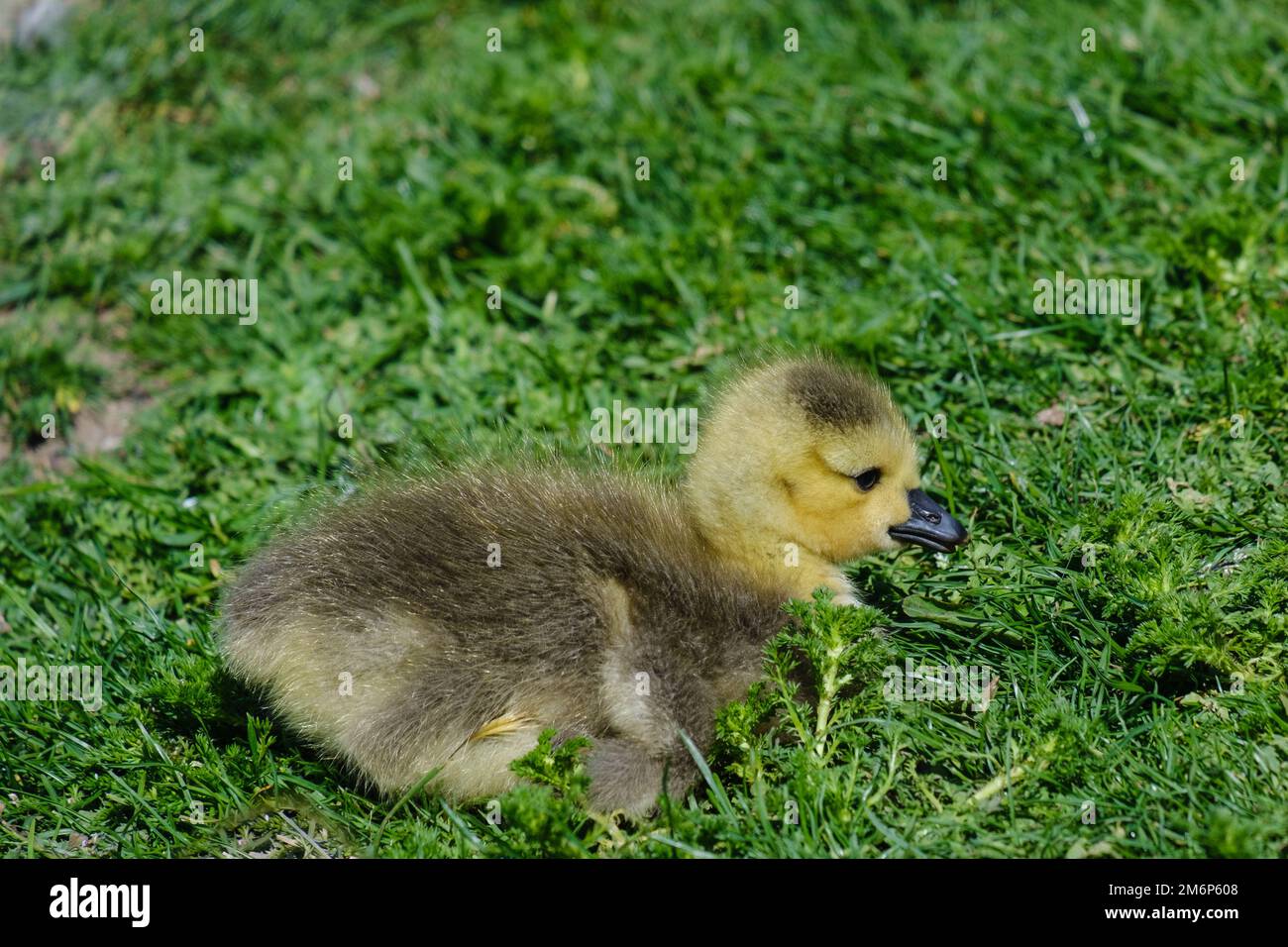 Gosling covered with soft, fluffy yellow and black down feathers sits in the grass, facing right. Stock Photo
