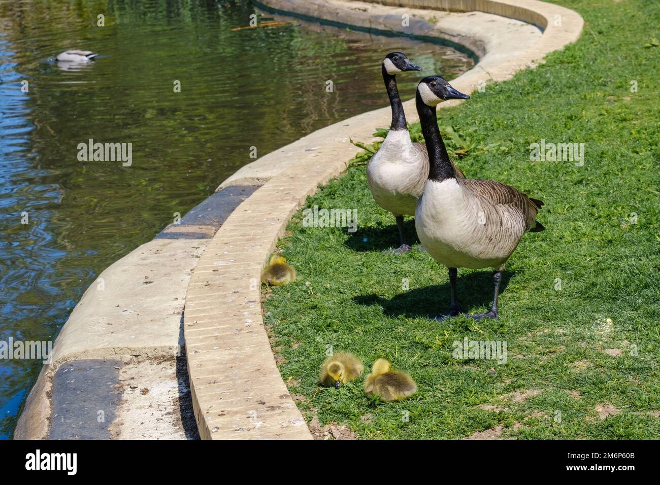 Female and male Canada geese watch over 3 light yellow goslings on grass next to pond at local park on Spring day. Stock Photo