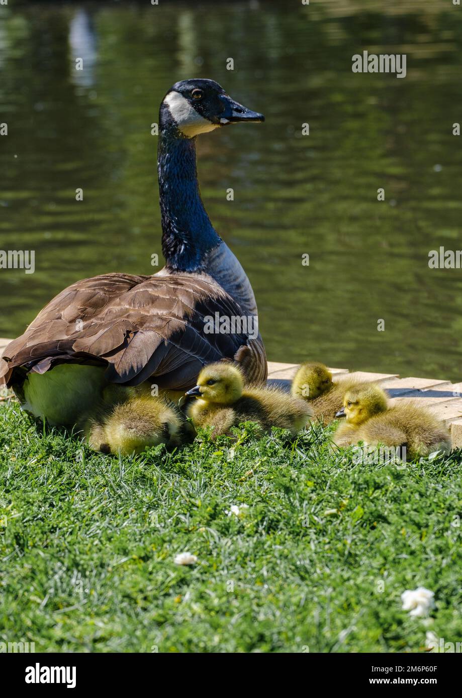 Canada goose watches over light yellow goslings on grass next to pond at local park on Spring day. Stock Photo