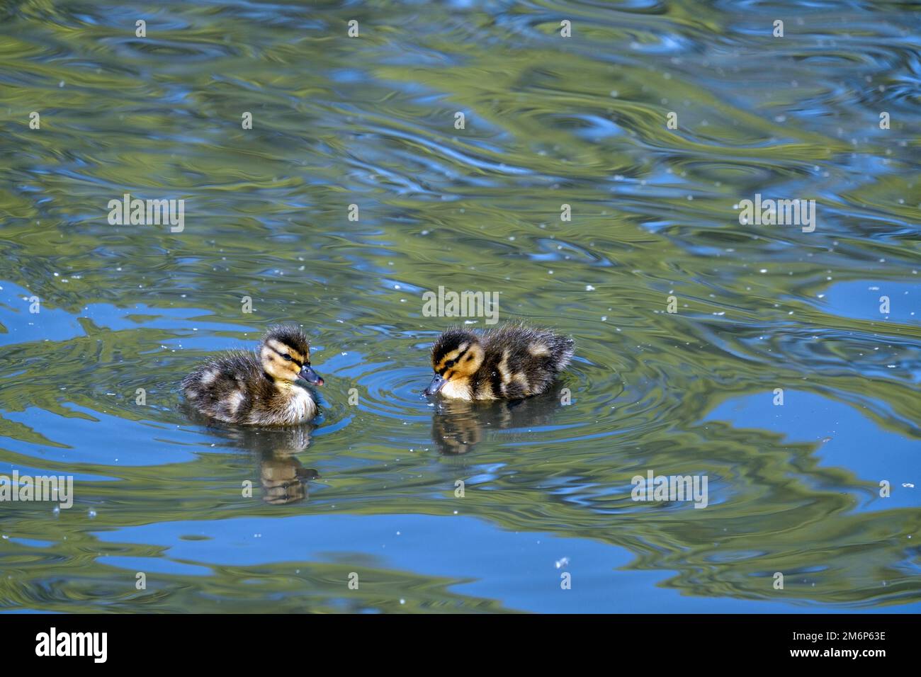 Close-up of Two ducklings swimming in pond on a Spring day. Stock Photo