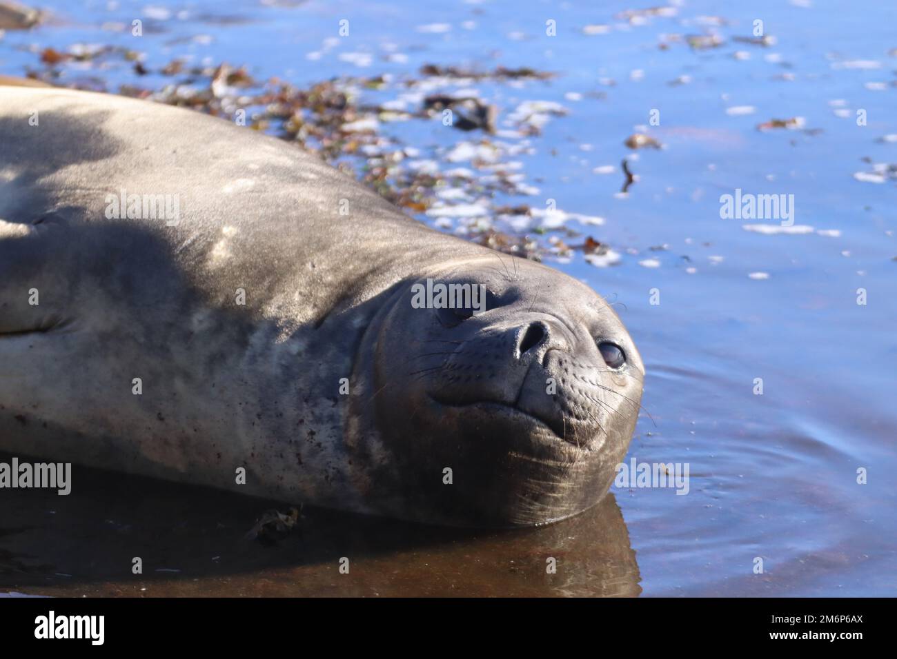 Elephant seal near North West point at Carcass Island in the Falkland Islands. Stock Photo