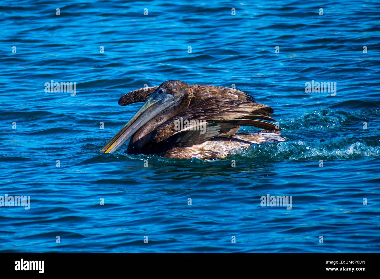 A group of Pelicans in Puerto Penasco, Mexico Stock Photo