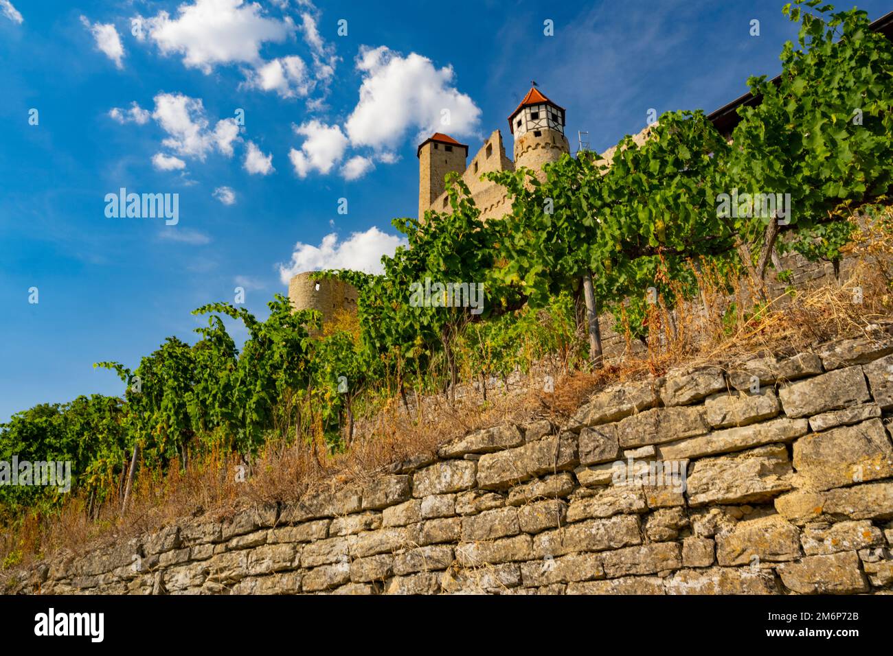 Most beautiful vineyards in Germany. Stock Photo