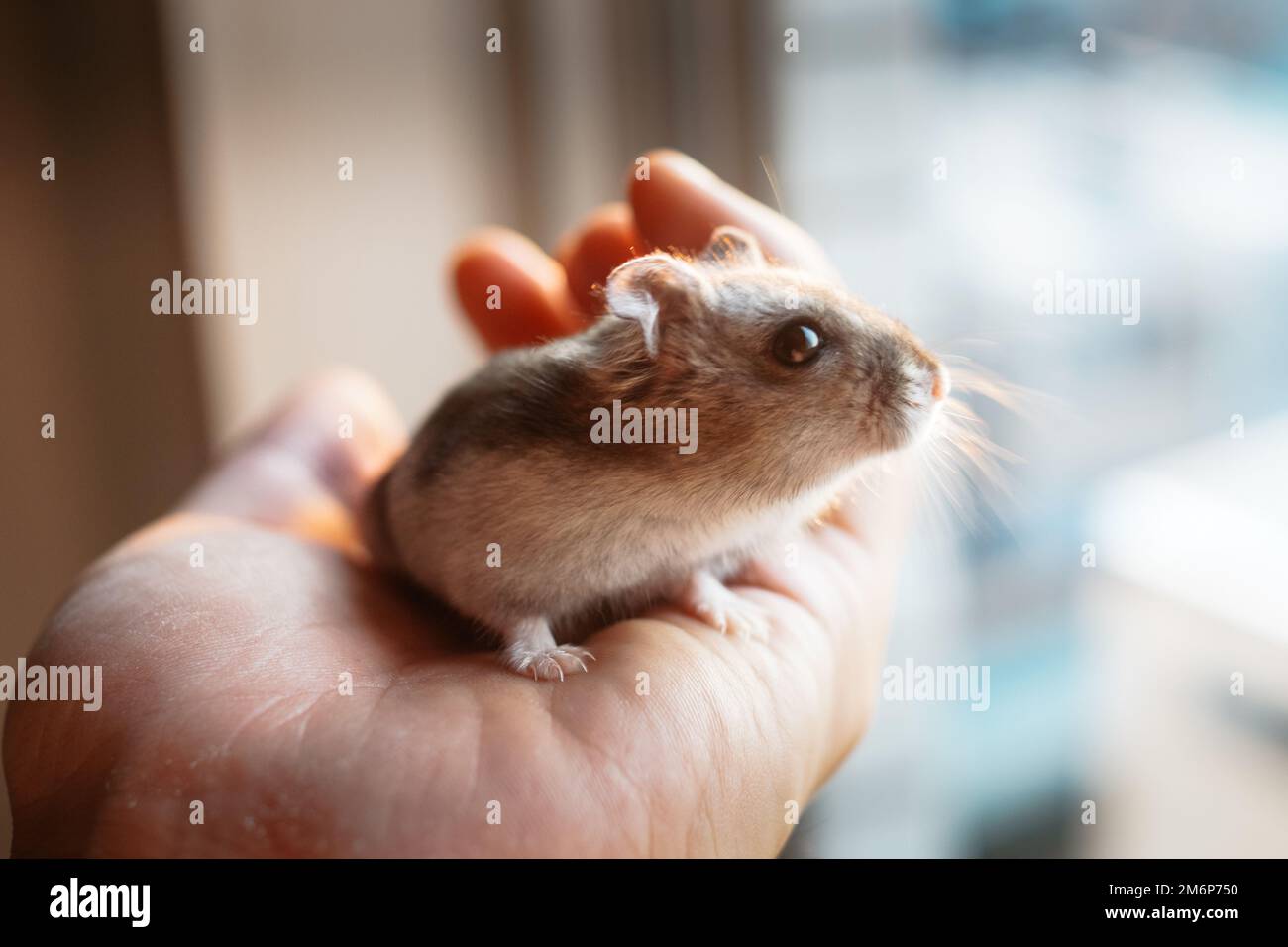 Cute Djungarian hamster image (sprue sapphire) Stock Photo