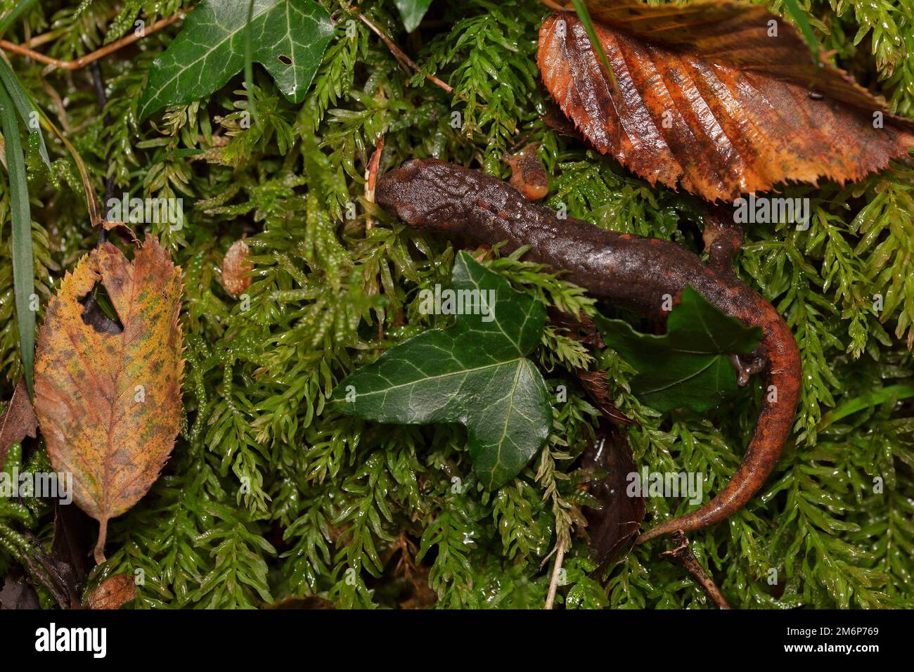 Italian Cave Salamander (Speleomantes italicus) - geotritone italiano Stock Photo