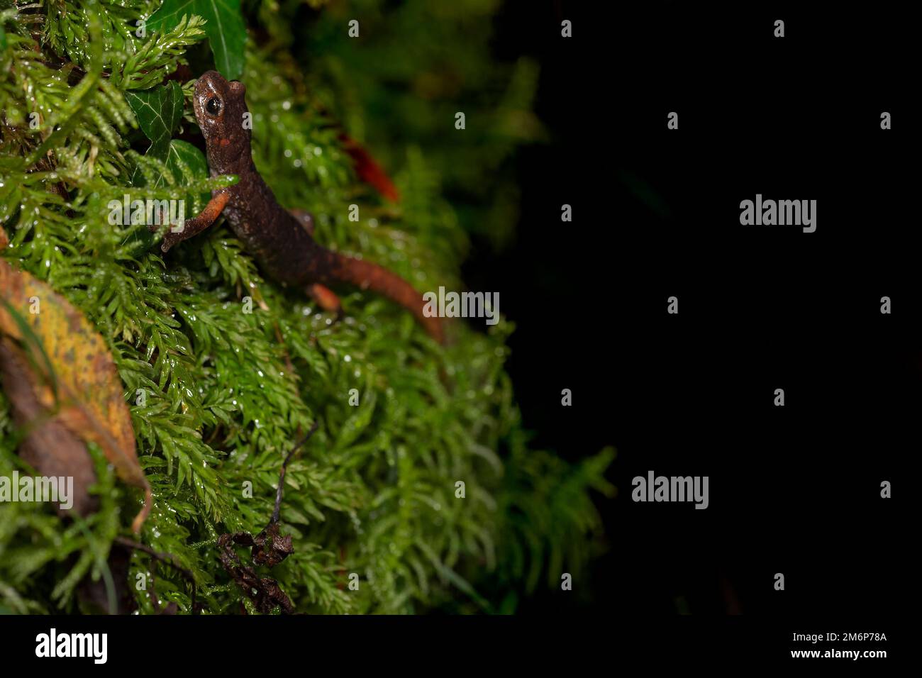 Italian Cave Salamander (Speleomantes italicus) - geotritone italiano Stock Photo