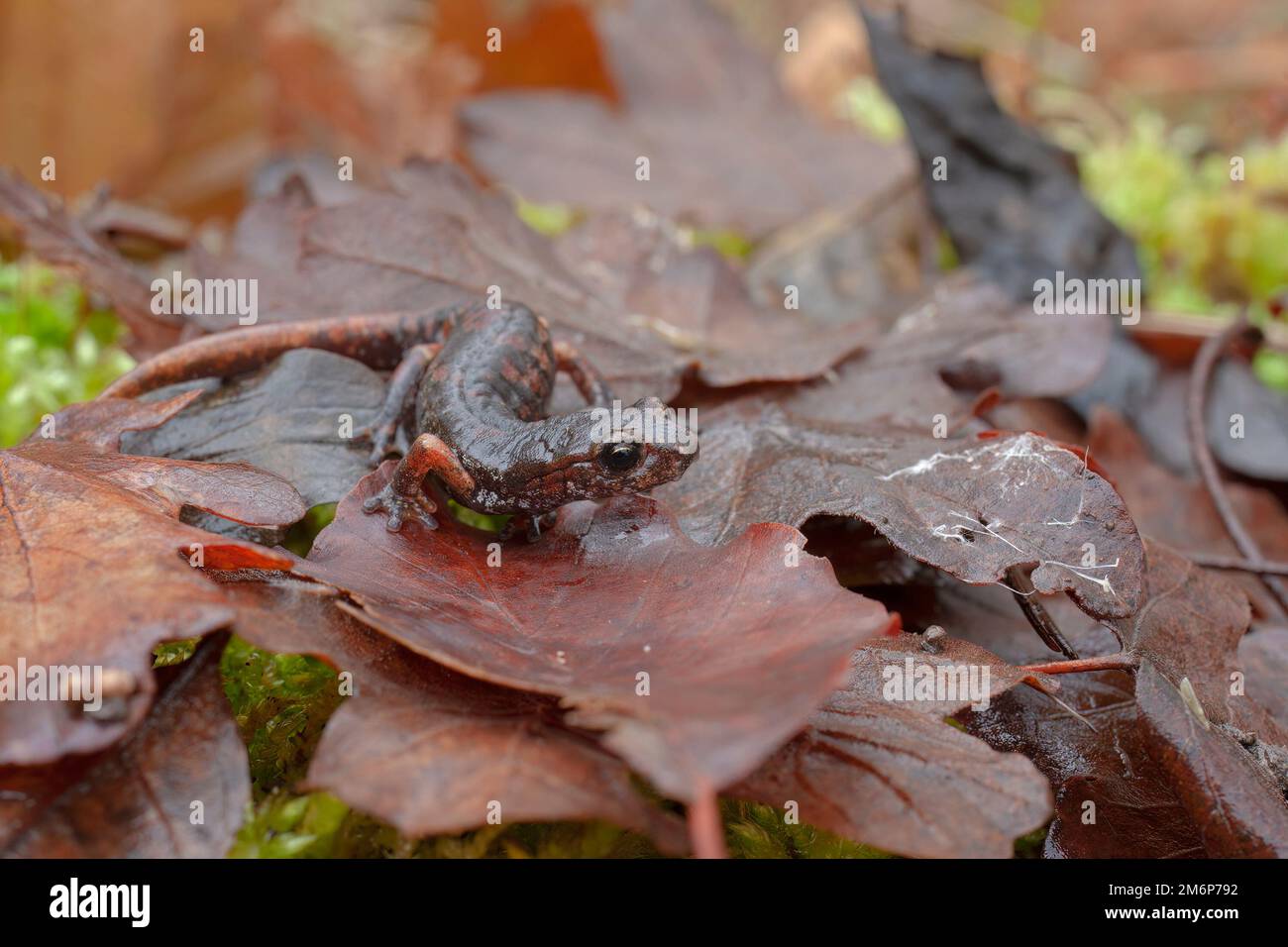 Italian Cave Salamander (Speleomantes italicus) - geotritone italiano Stock Photo