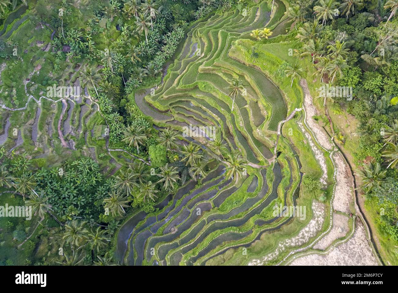 Tegallalang Rice Terraces, Ubud, Bali, Indonesia. Top view drone shot