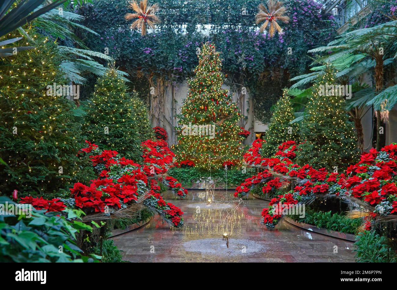 Christmas scene, Exhibition Hall, poinsettias, lighted trees, fountain