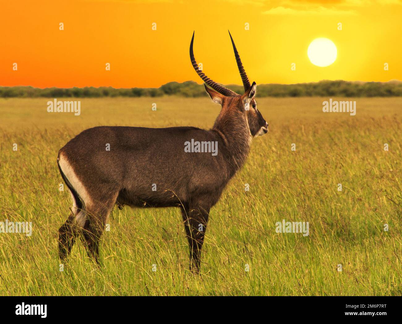 African antelope close -up in the savannah at sunset Stock Photo