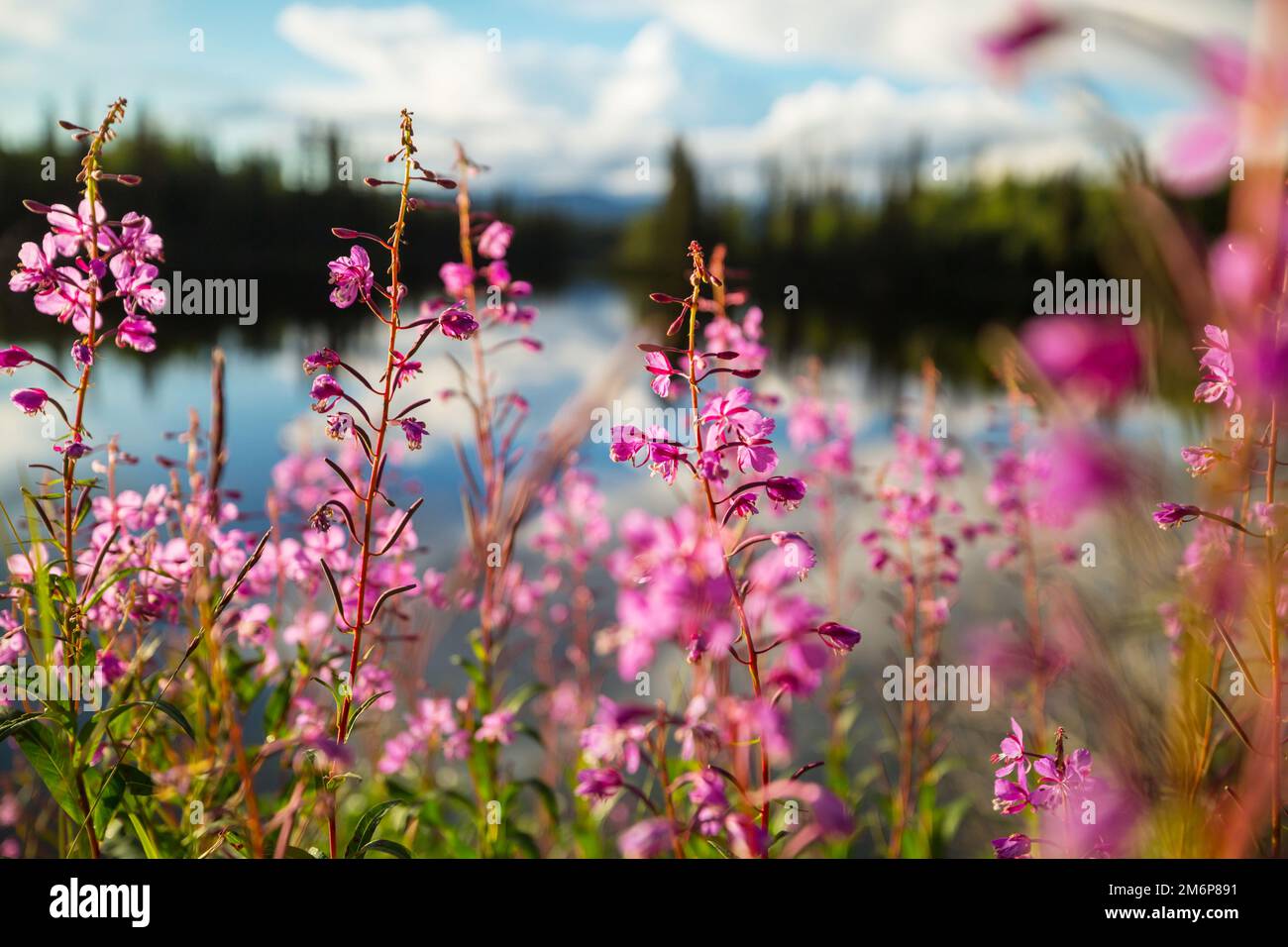 Wildflower meadow in bloom hi-res stock photography and images - Alamy