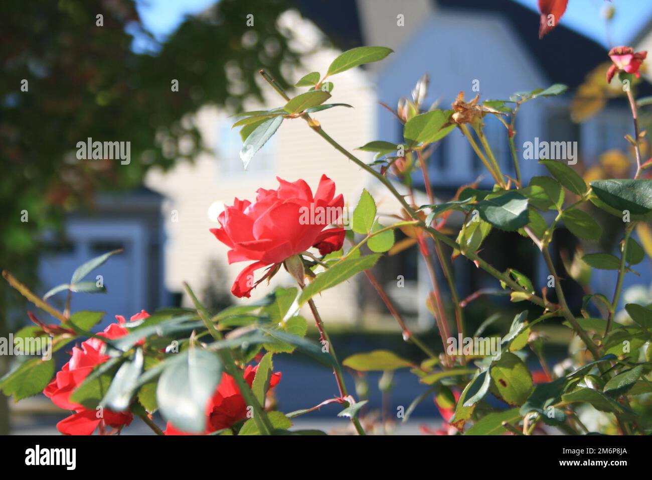 A red rose in the garden with blurry background Stock Photo - Alamy