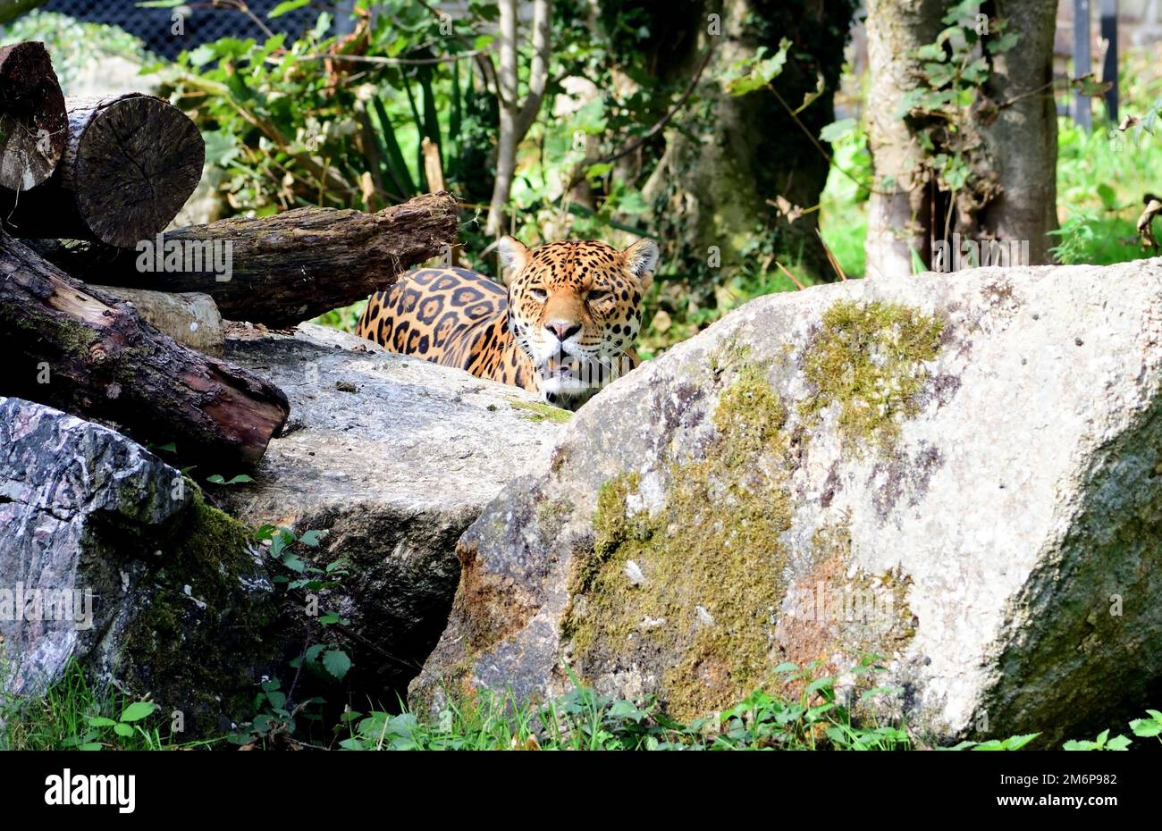 A male Jaguar at Dartmoor Zoo, Devon Stock Photo Alamy