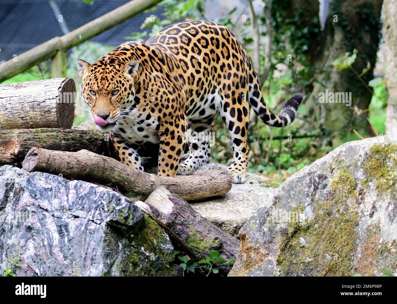 A male Jaguar at Dartmoor Zoo, Devon Stock Photo Alamy