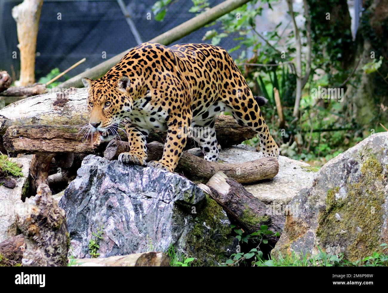 A male Jaguar at Dartmoor Zoo, Devon Stock Photo Alamy