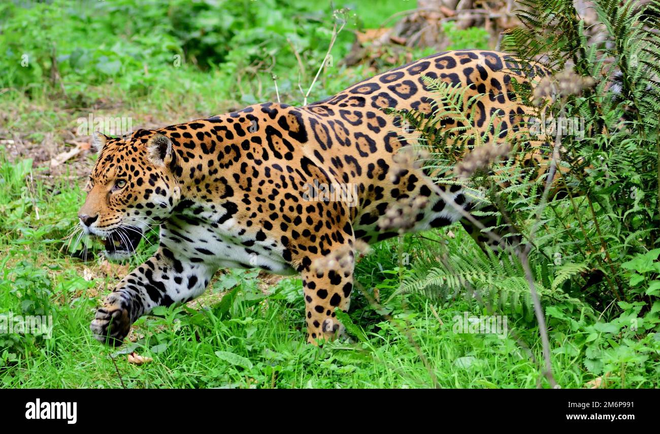 A male Jaguar at Dartmoor Zoo, Devon Stock Photo Alamy