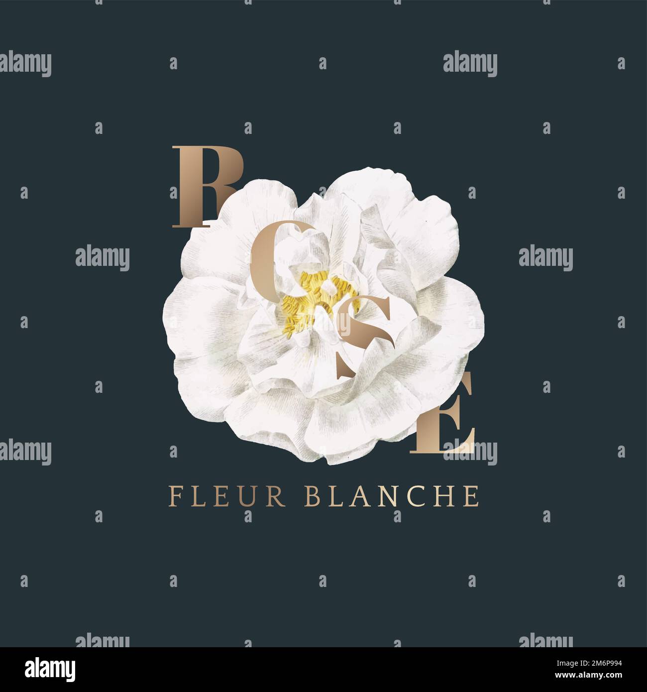 Blooming rose fleur blance vector Stock Vector