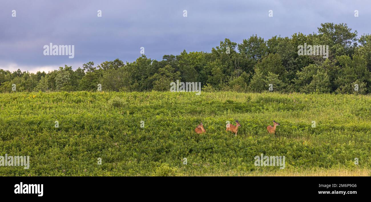 White-tailed does in a northern Wisconsin field. Stock Photo