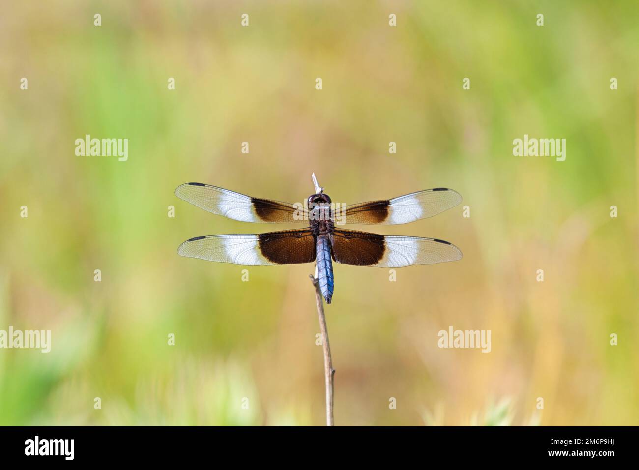 A widow skimmer dragonfly spreads its wings while resting on a twig ...