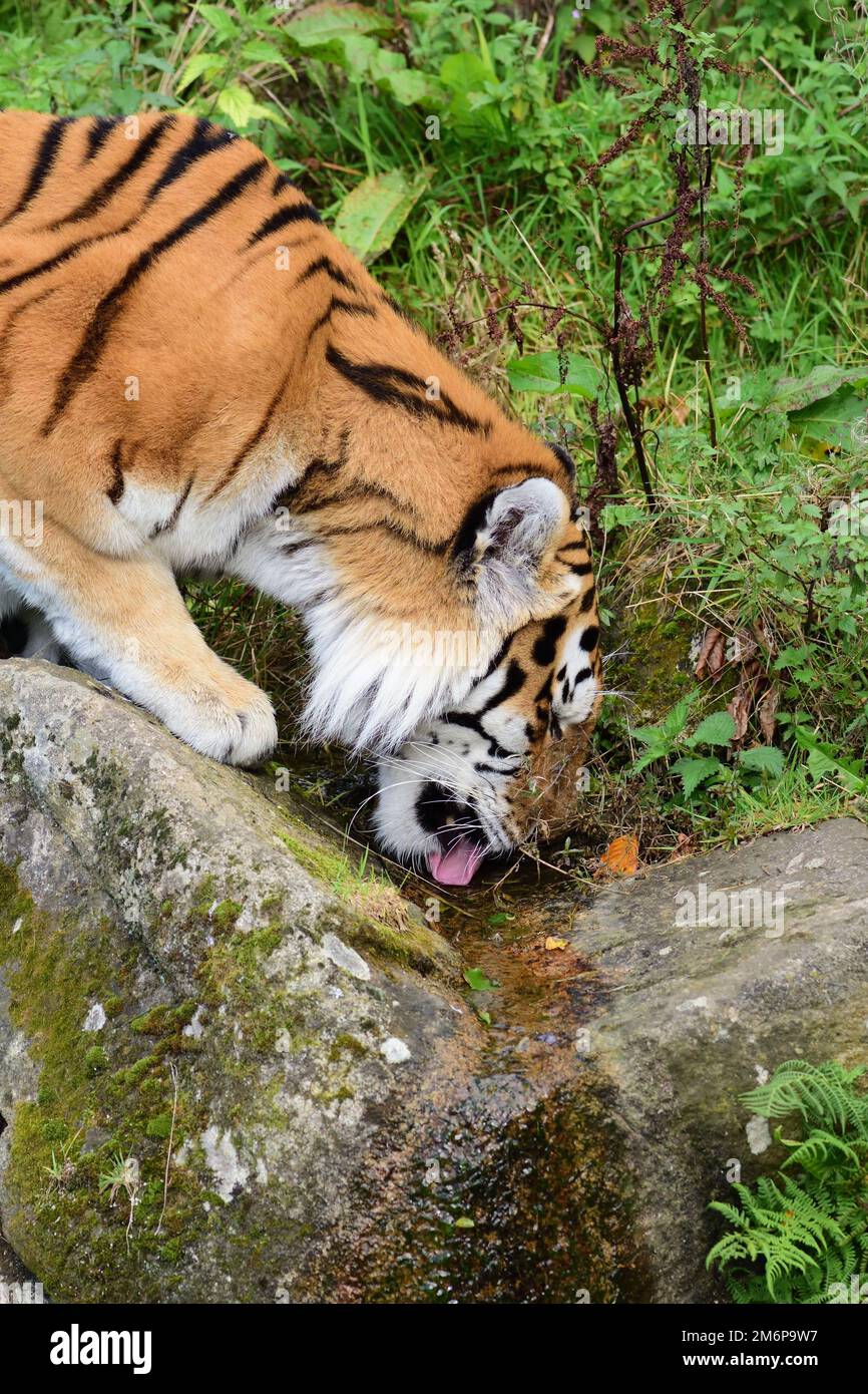 A male Amur Tiger at Dartmoor Zoo, Devon Stock Photo Alamy