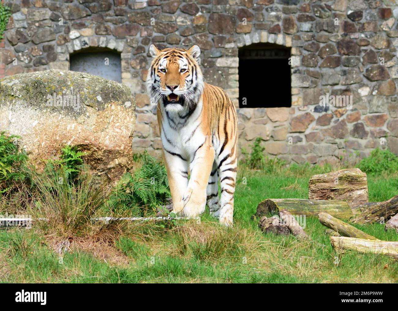 A male Amur Tiger at Dartmoor Zoo, Devon Stock Photo Alamy