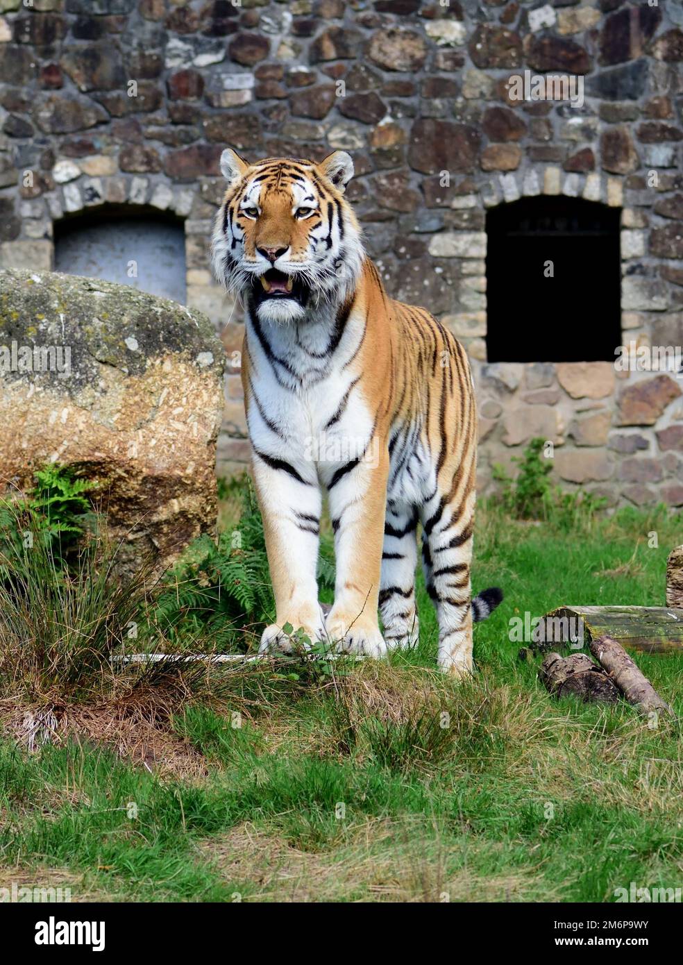 A male Amur Tiger at Dartmoor Zoo, Devon Stock Photo Alamy