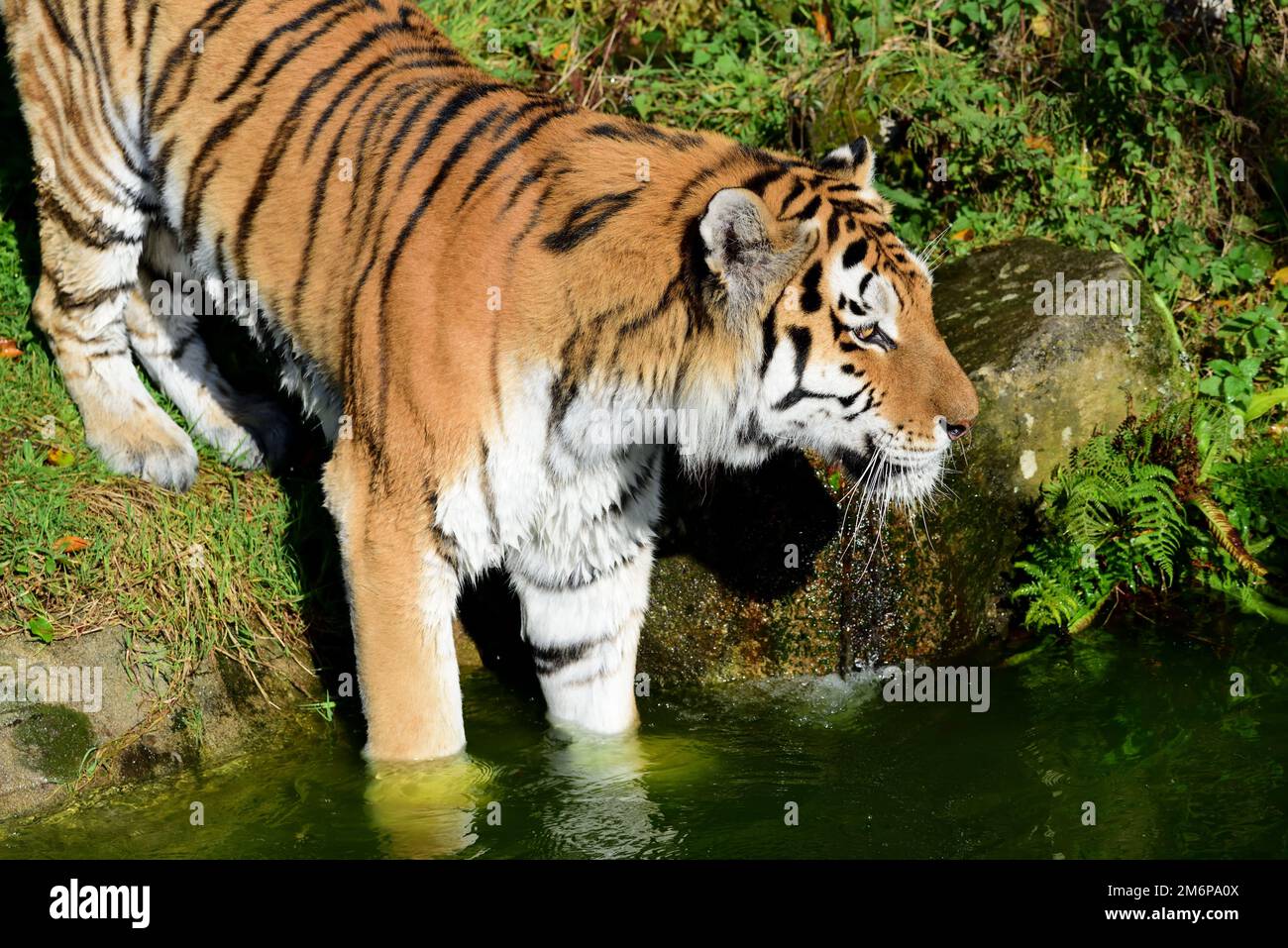 A male Amur Tiger at Dartmoor Zoo, Devon Stock Photo Alamy