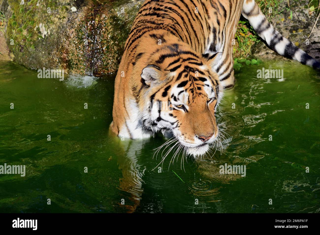A male Amur Tiger at Dartmoor Zoo, Devon Stock Photo Alamy