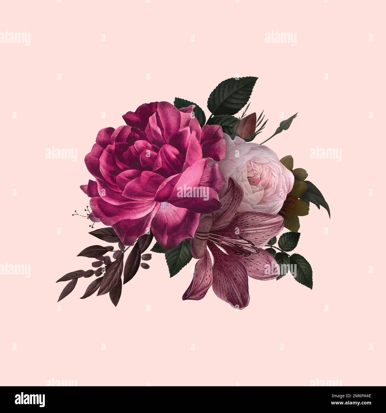 Beautiful hand drawn pink roses vector Stock Vector Image & Art - Alamy
