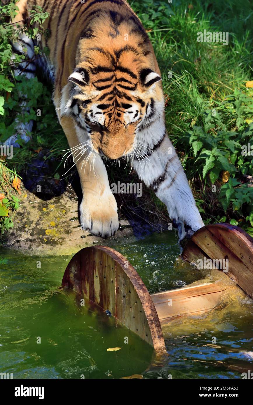 A male Amur Tiger at Dartmoor Zoo, playing with his enrichment toy a