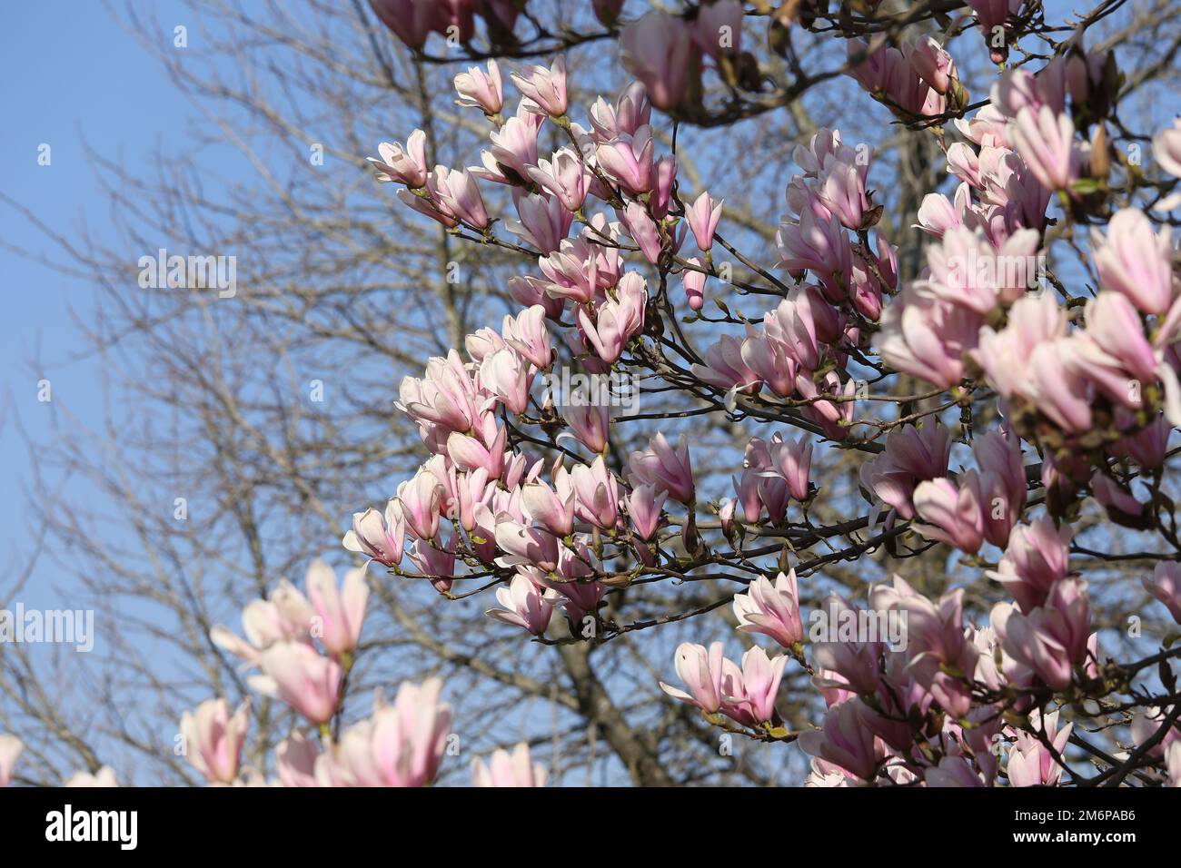 Magnolia tree pink flowers at spring in sunshine Stock Photo - Alamy