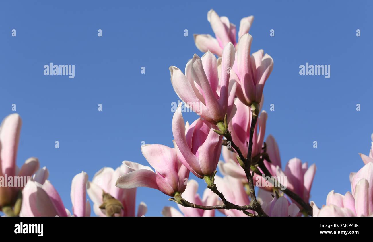 Magnolia tree pink flowers at spring in sunshine Stock Photo - Alamy