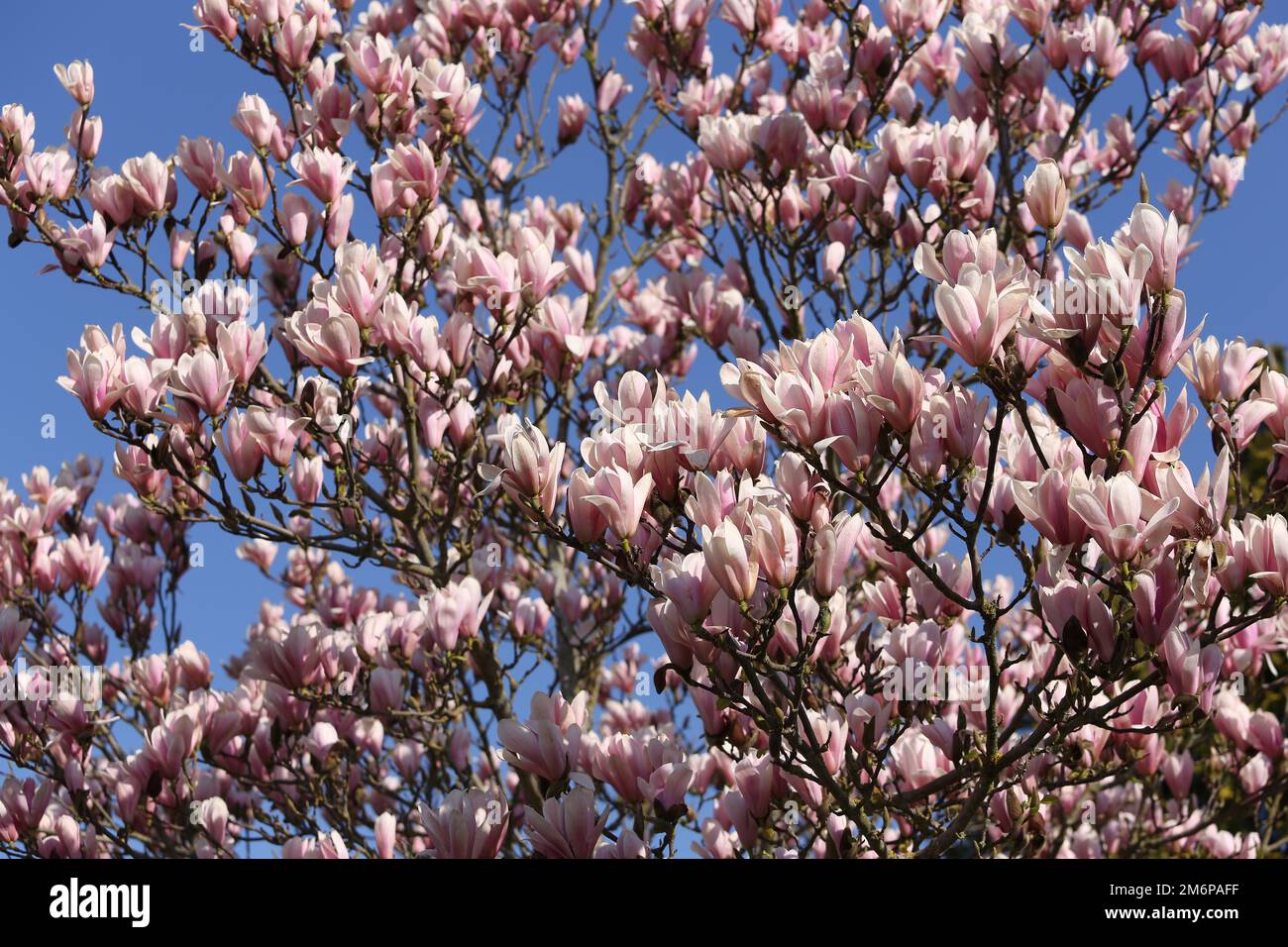Magnolia tree pink flowers at spring in sunshine Stock Photo - Alamy