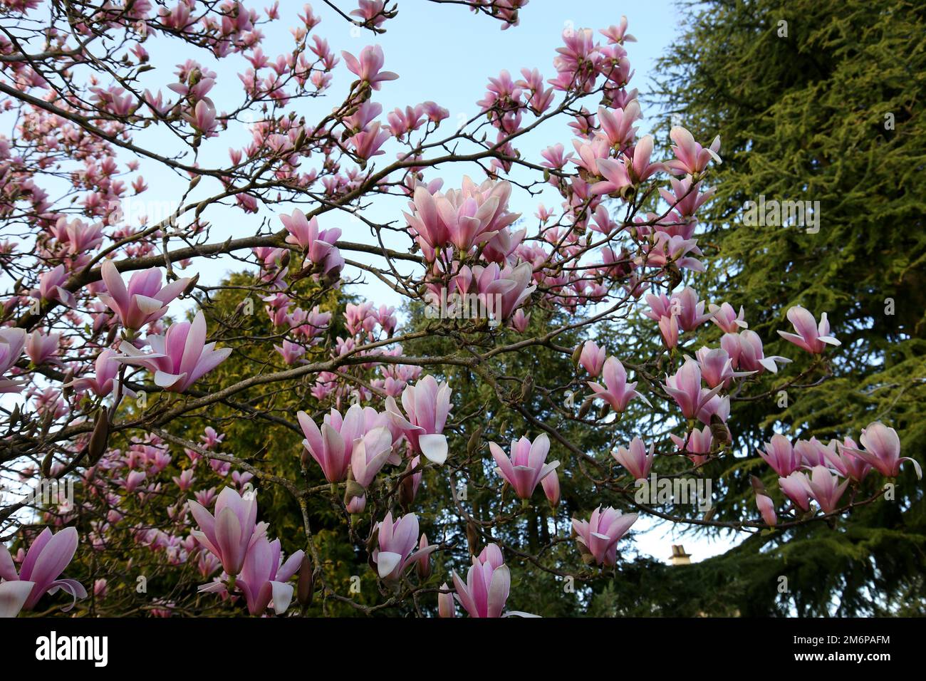 Magnolia tree pink flowers at spring in sunshine Stock Photo - Alamy