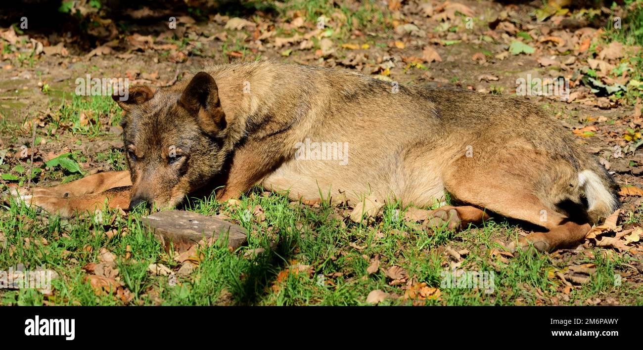 A male Iberian wolf at Dartmoor Zoo, Devon Stock Photo Alamy