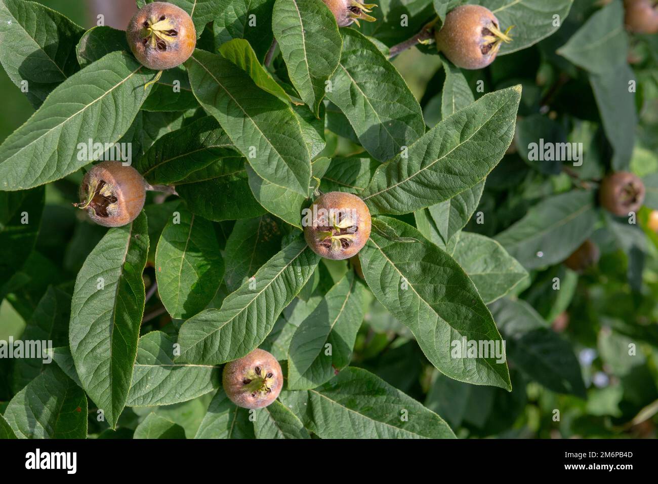 The medlar or common medlar (Mespilus or Crataegus Germanica) fruits and leaves. Stock Photo