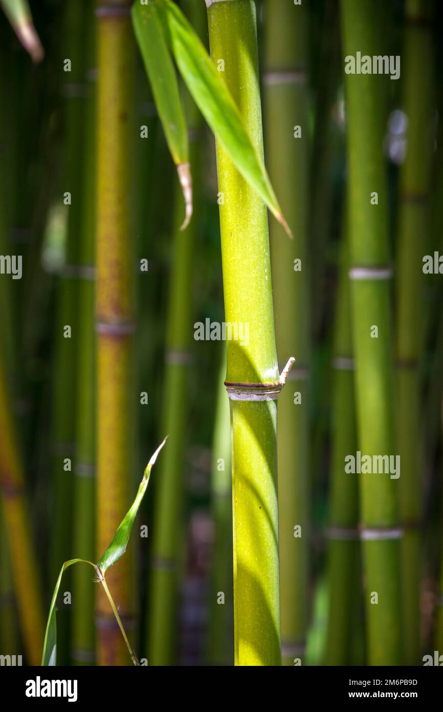 Bamboo forest background Stock Photo