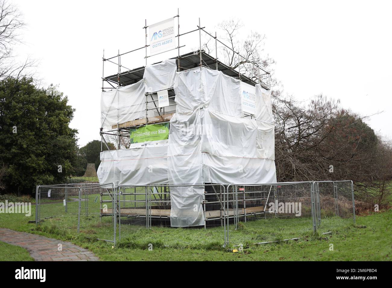 A Elm Tree is protected by scaffolding in Preston Park in Brighton. Stock Photo