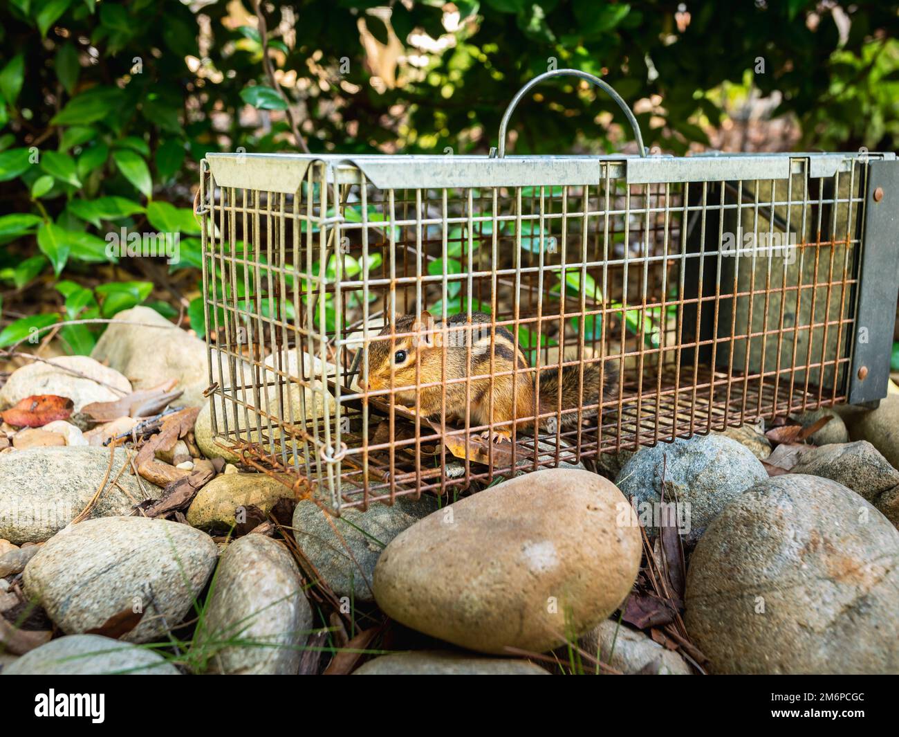 https://c8.alamy.com/comp/2M6PCGC/chipmunk-in-live-humane-trap-pest-and-rodent-removal-cage-catch-and-release-wildlife-animal-control-service-2M6PCGC.jpg