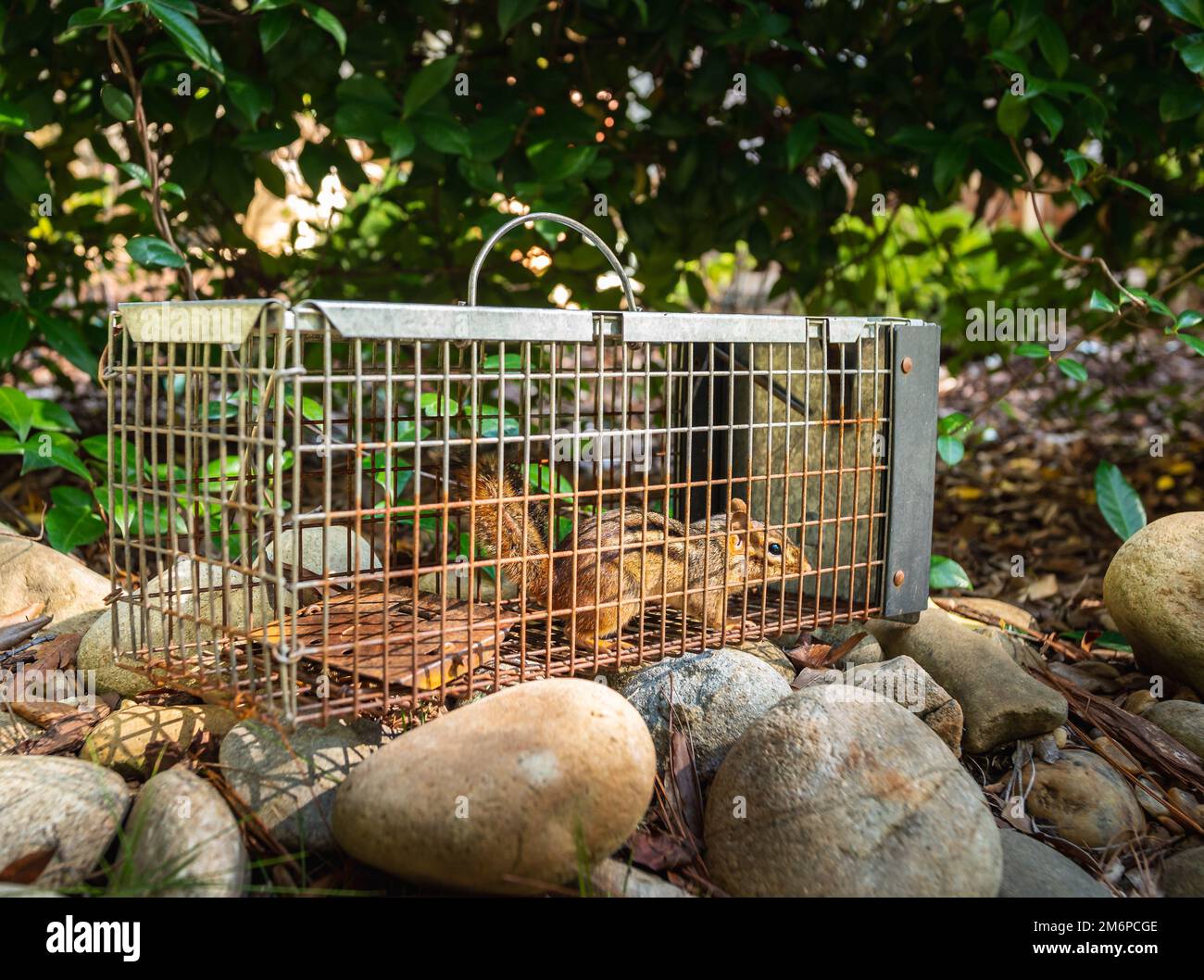 Chipmunk in live humane trap. Pest and rodent removal cage. Catch and release wildlife animal control service. Stock Photo