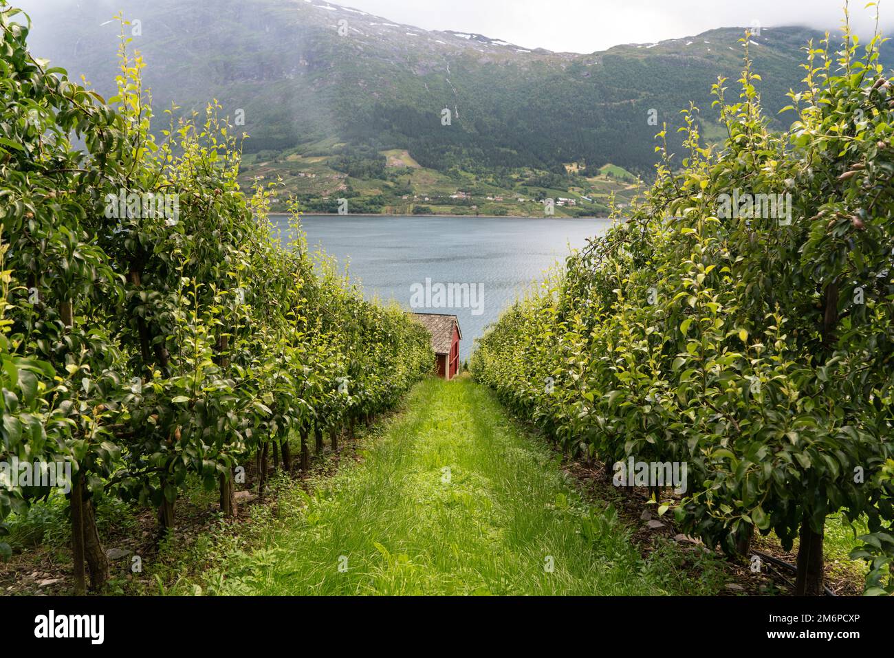 Orchards At Hardangerfjord Norway Stock Photo Alamy orchards-at-hardangerfjord-norway-stock-photo-alamy