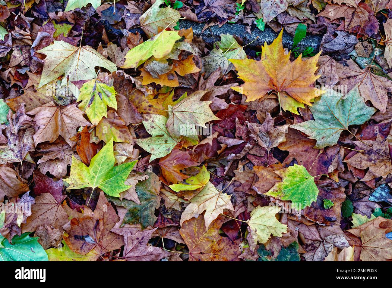 Abstract of fallen leaves hi-res stock photography and images - Alamy