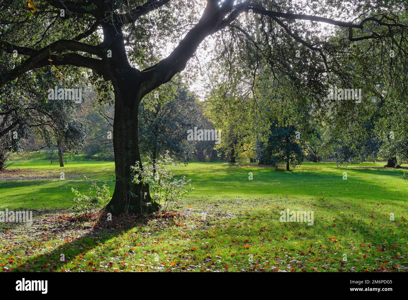Woodlands in the Royal Botanical Gardens Kew with low sunlight creating dramatic lighting on a