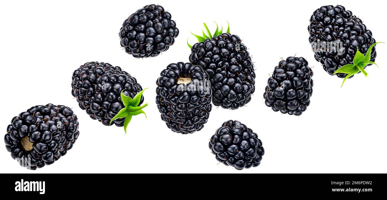 Falling blackberry isolated on white background Stock Photo