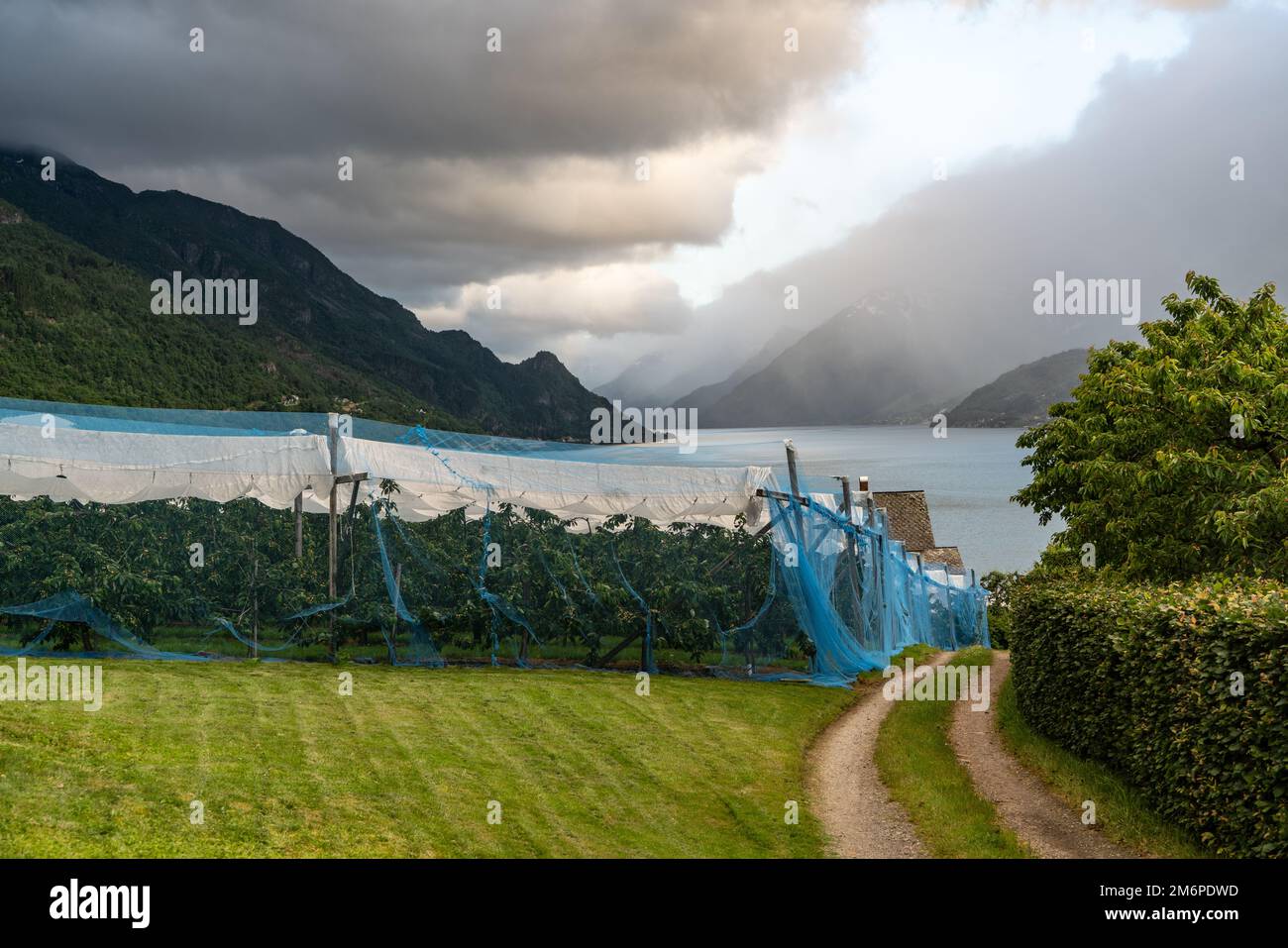 Cherry plantation at Hardangerfjord protected with nets Stock Photo - Alamy