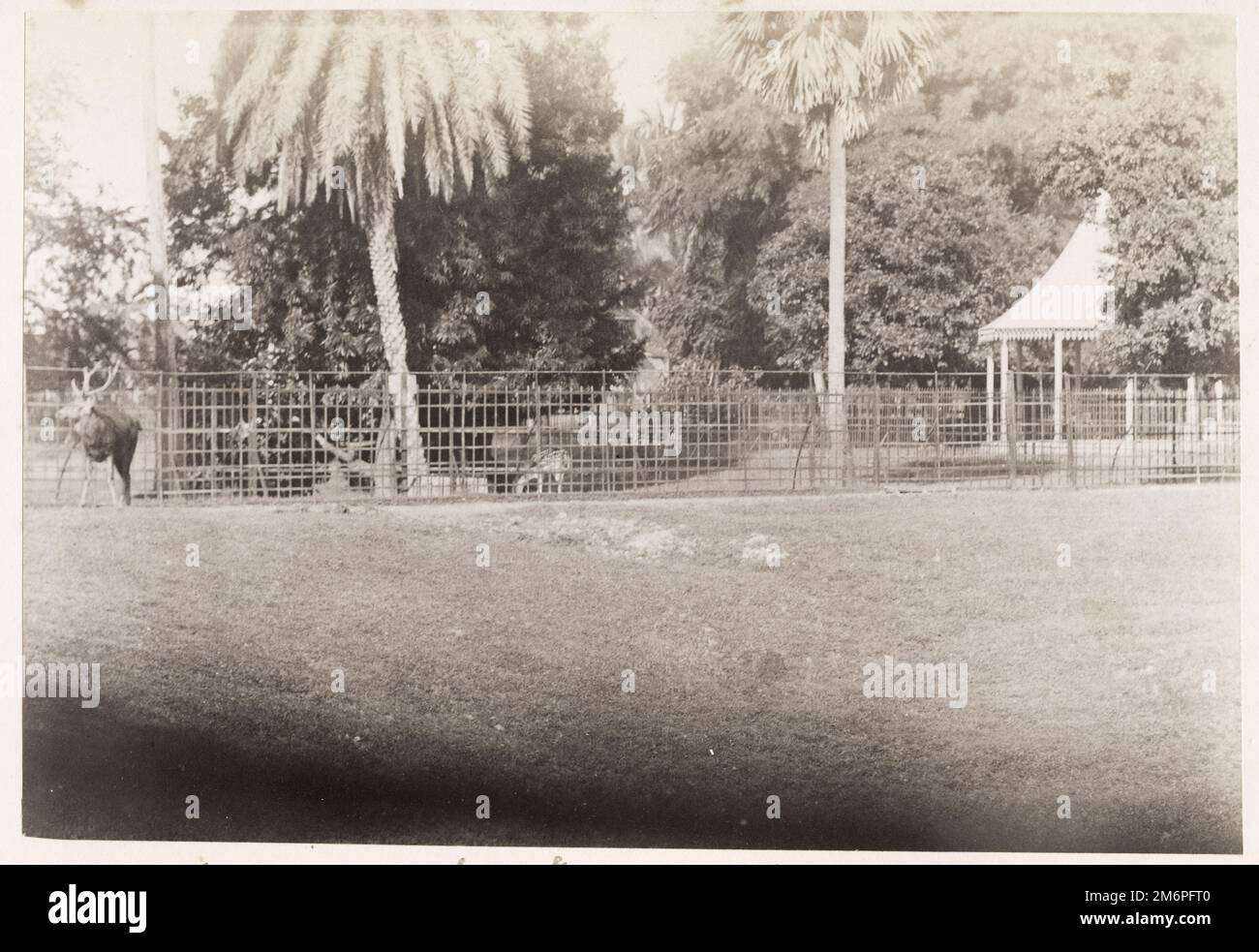 19th century photograph: zoo at Alipore, Calcutta, Kolkata, India Stock Photo