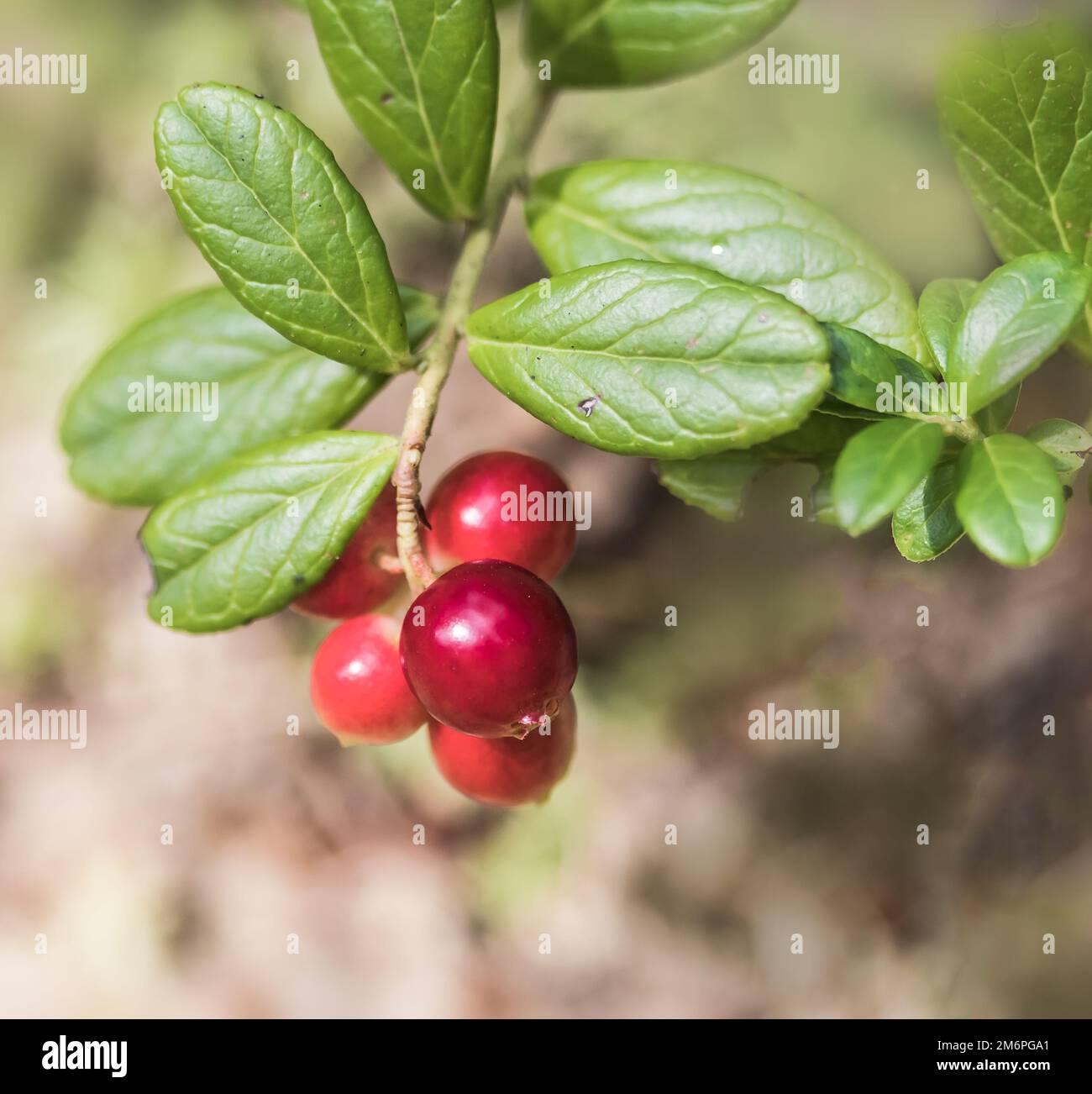 Lingonberry 'Vaccinium vitis-idaea' (Cranberry) Stock Photo