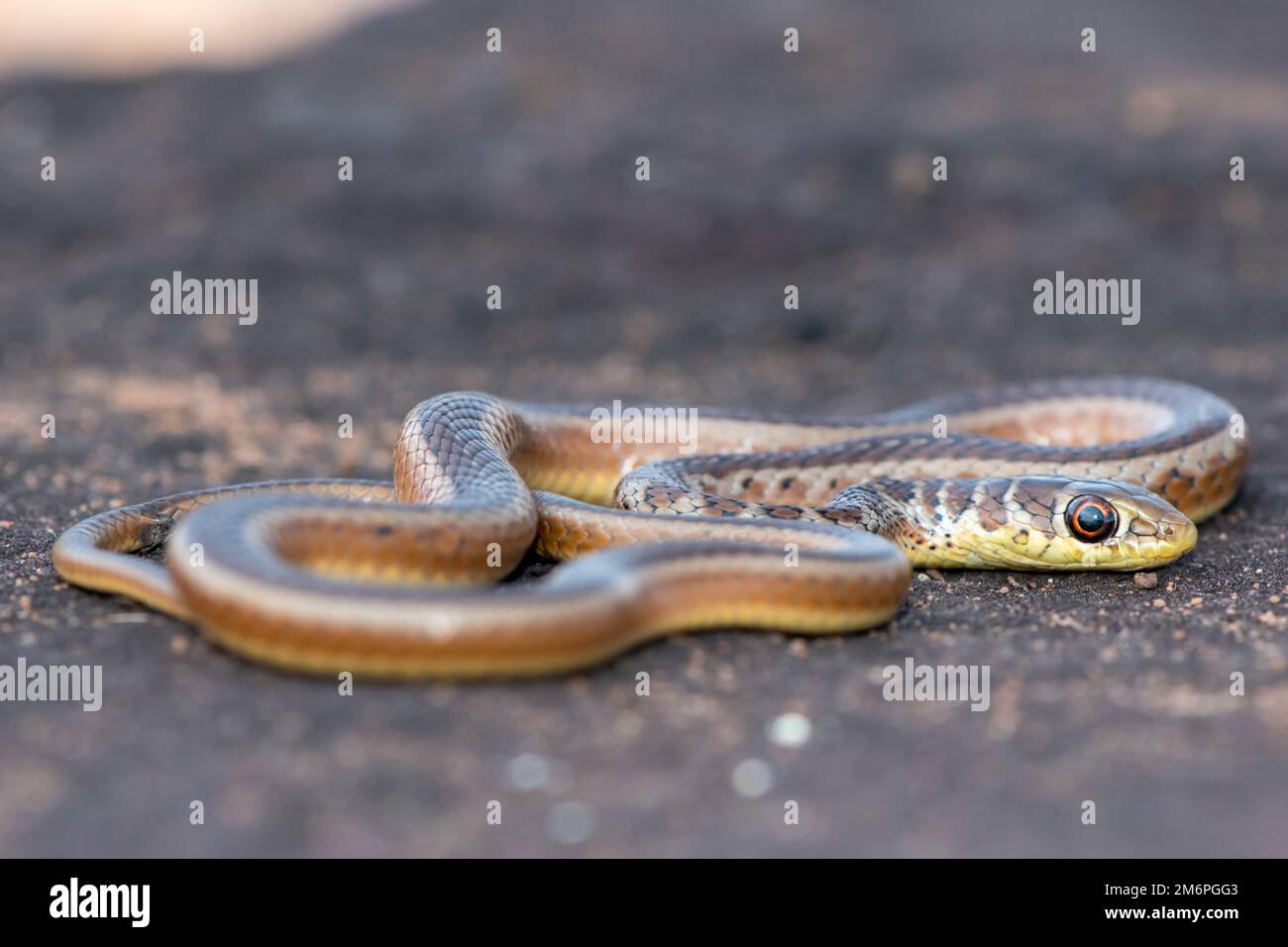 Animals that slither hi-res stock photography and images - Alamy Animals that slither hi-res stock photography and images - Alamy