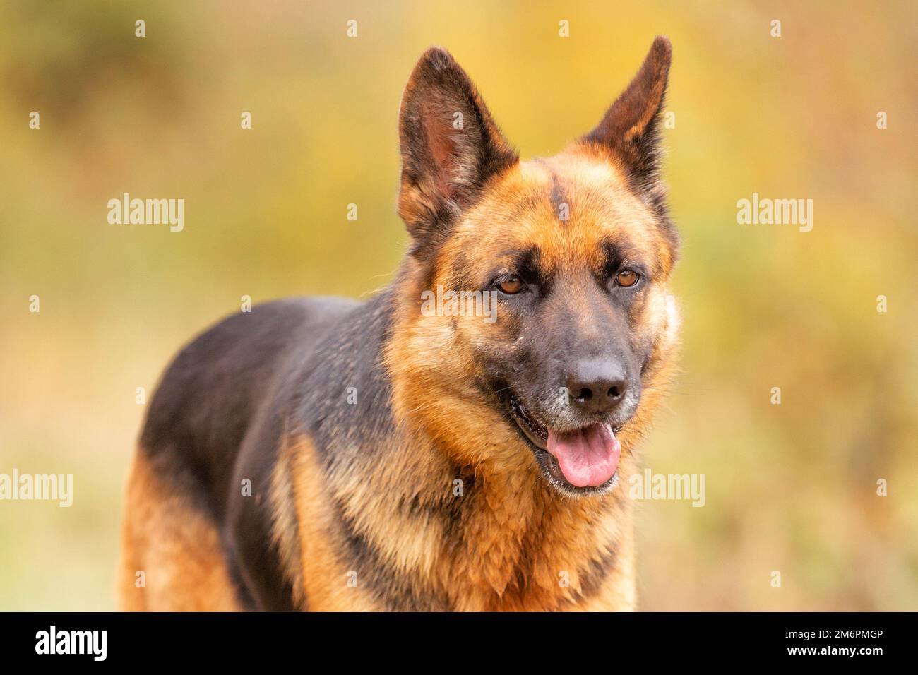 German shepherd close up hi-res stock photography and images - Alamy