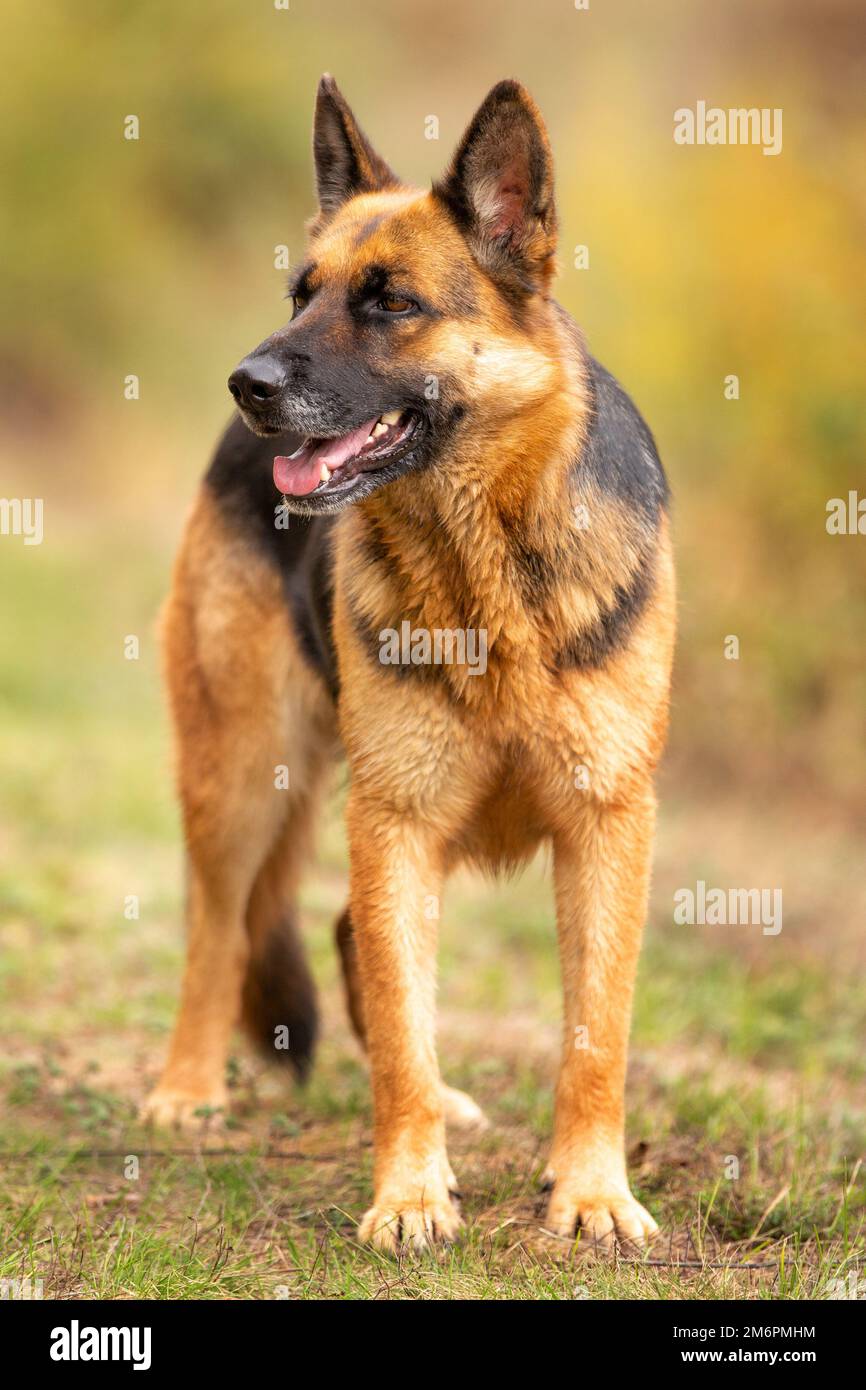 Adorable German shepherd standing in the grass Stock Photo Alamy